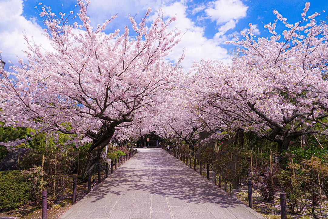 hanami